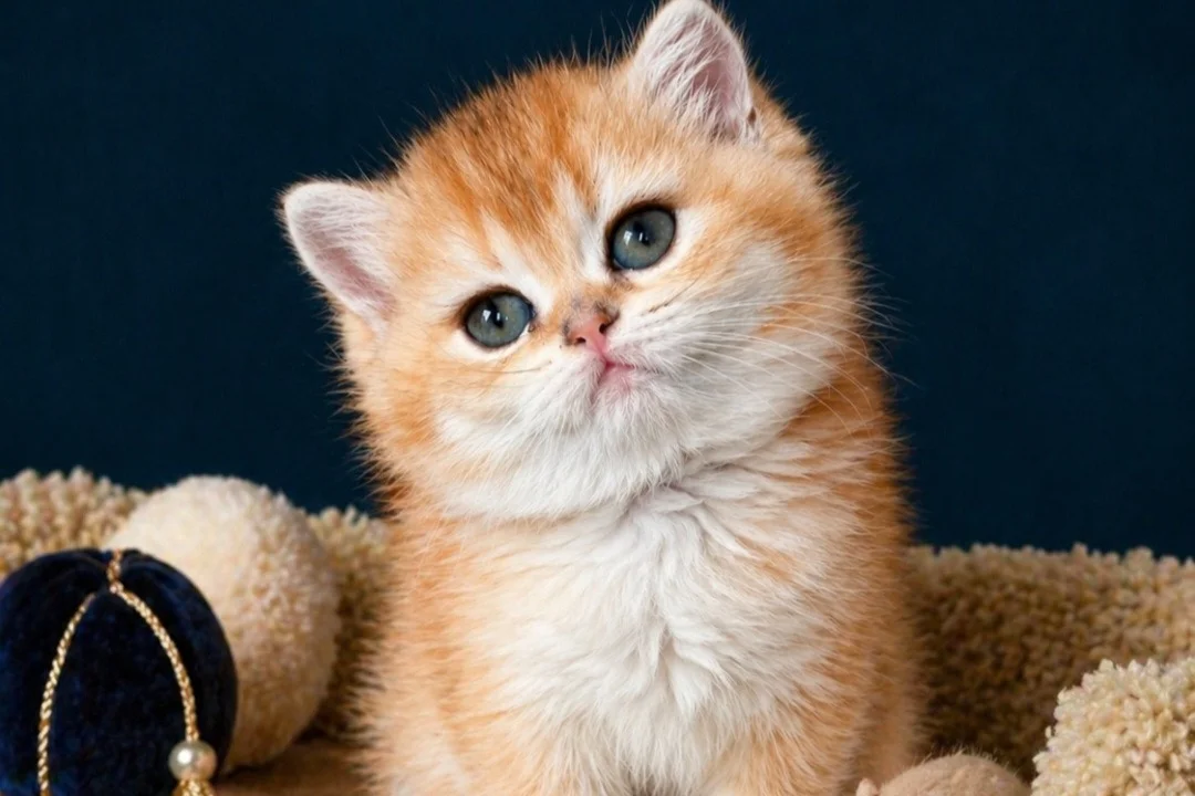 British Shorthair Golden 1