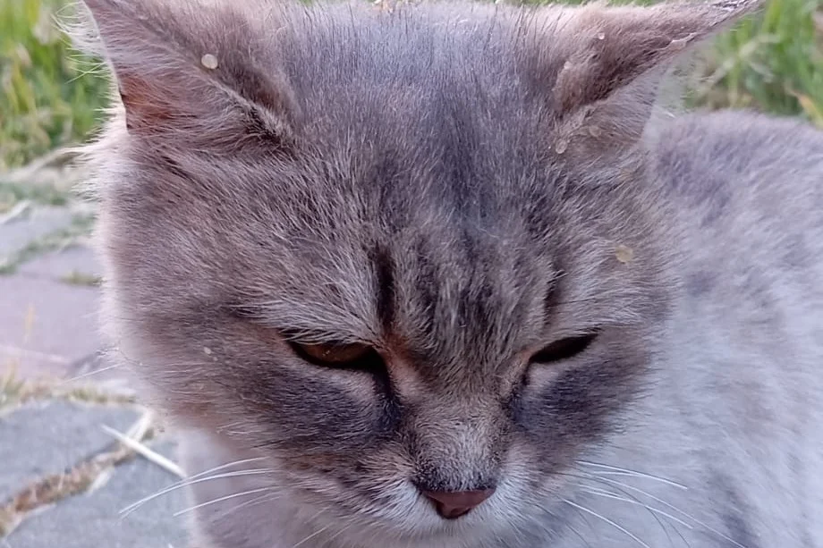 7 aylık british kedi 4