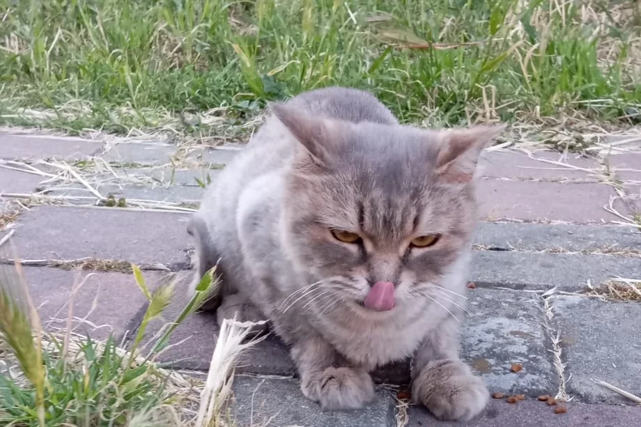 7 aylık british kedi 7