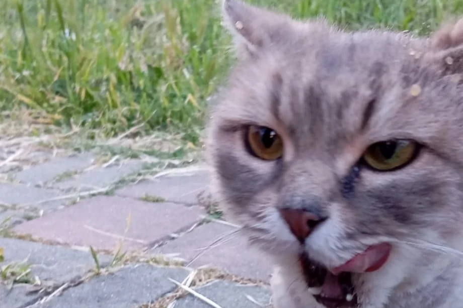 7 aylık british kedi 3