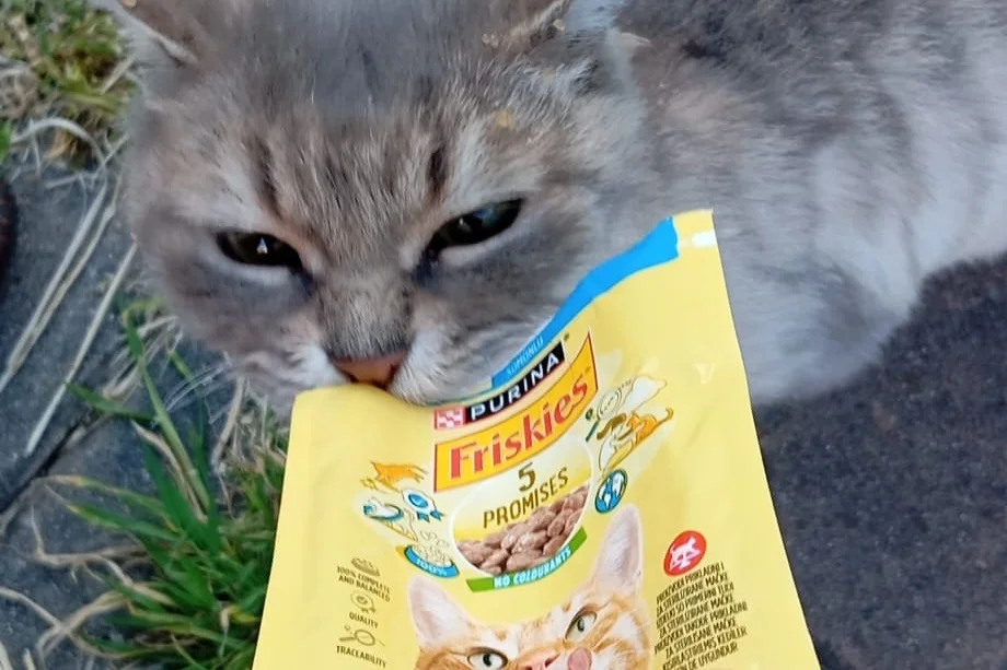 7 aylık british kedi 6