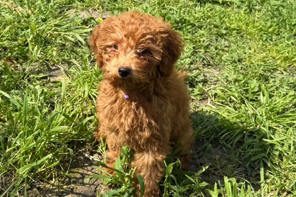 4 aylık toy poodle 1