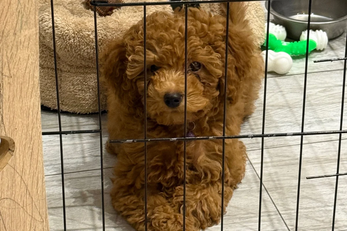 4 aylık toy poodle 3