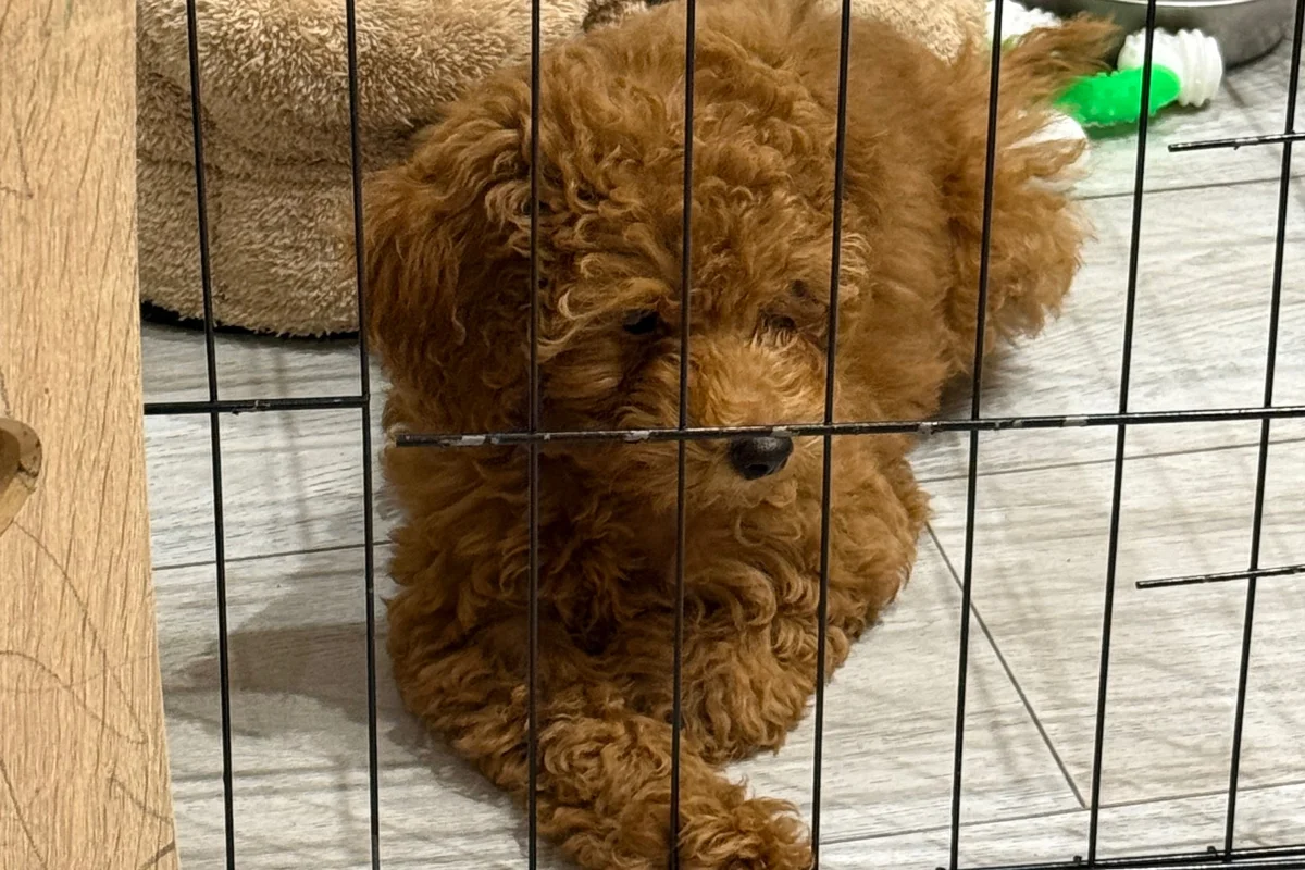 4 aylık toy poodle 4