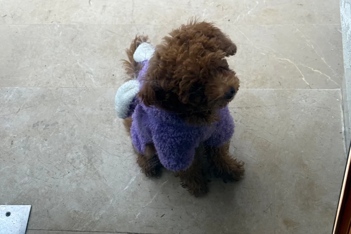 4 aylık toy poodle 2