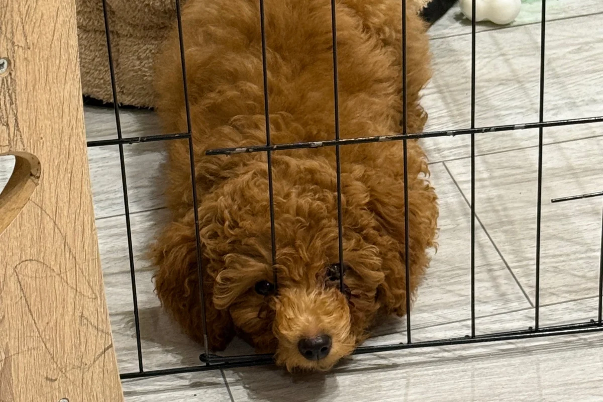 4 aylık toy poodle 5