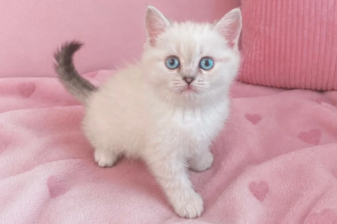 Blue Point British Shorthair Kızımız Yeni Yuvasını Arıyor 2