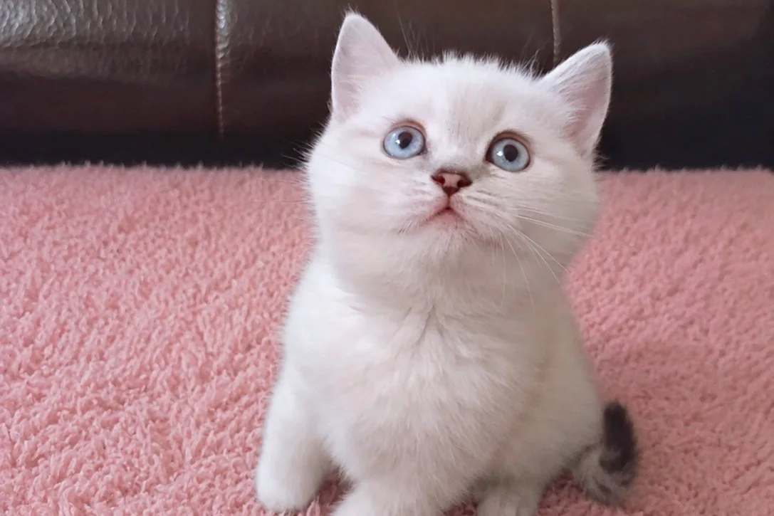 Blue Point British Shorthair Kızımız Yeni Yuvasını Arıyor 1