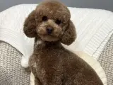2 yaşına yakın erkek toy poodle