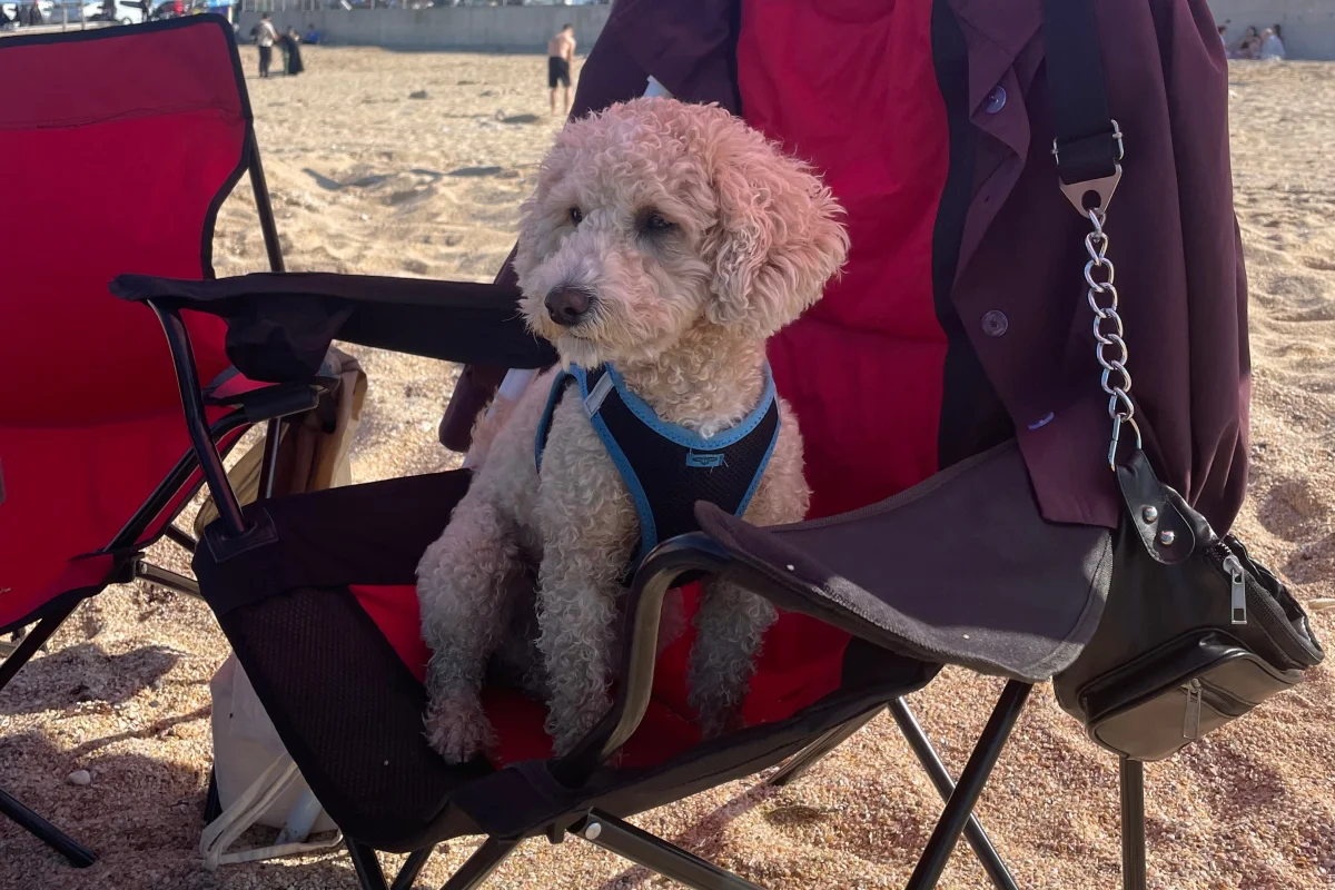 3 yaşında erkek toypoodle ogluma eş arıyorum 3