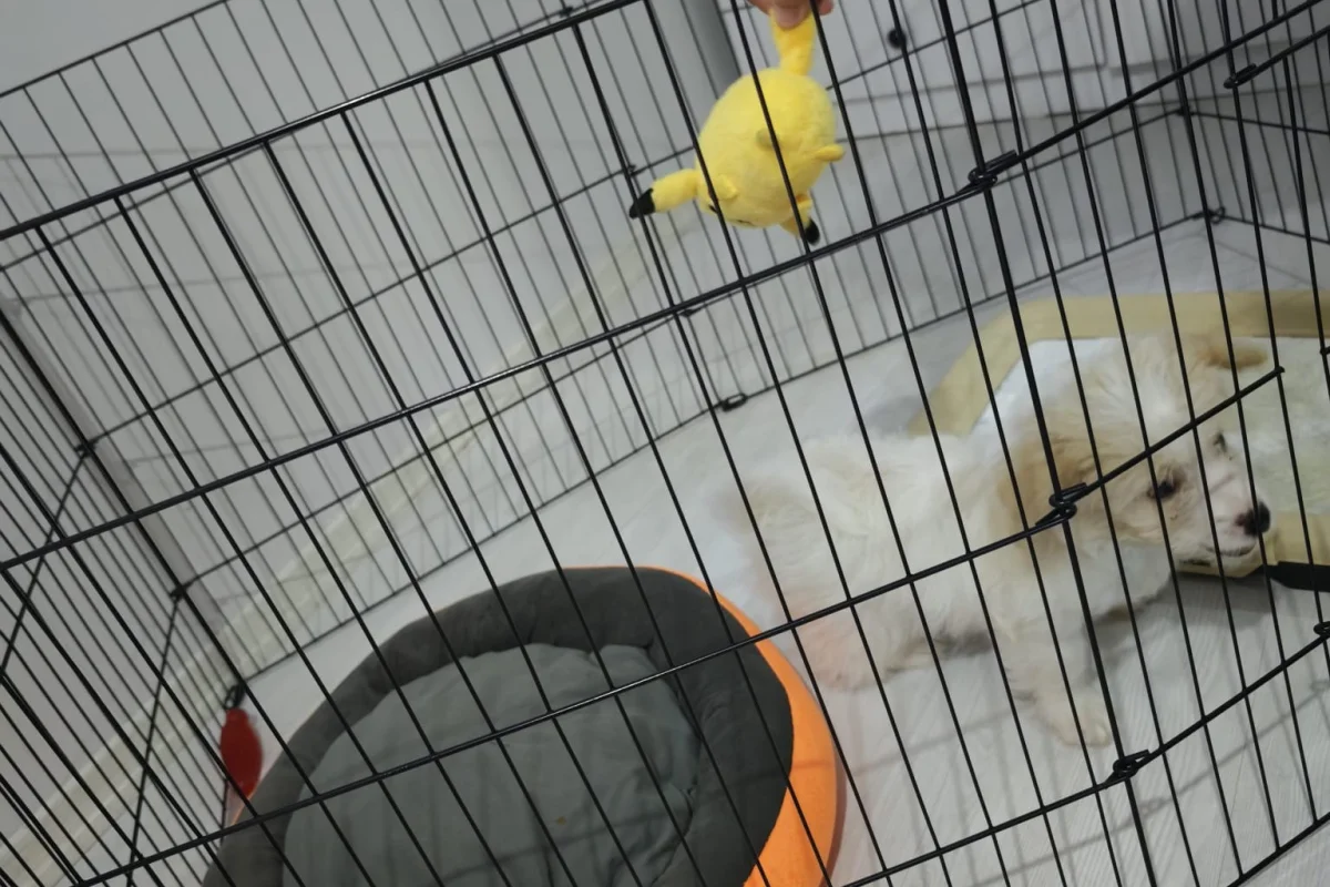 maltipoo 2 aylık 3