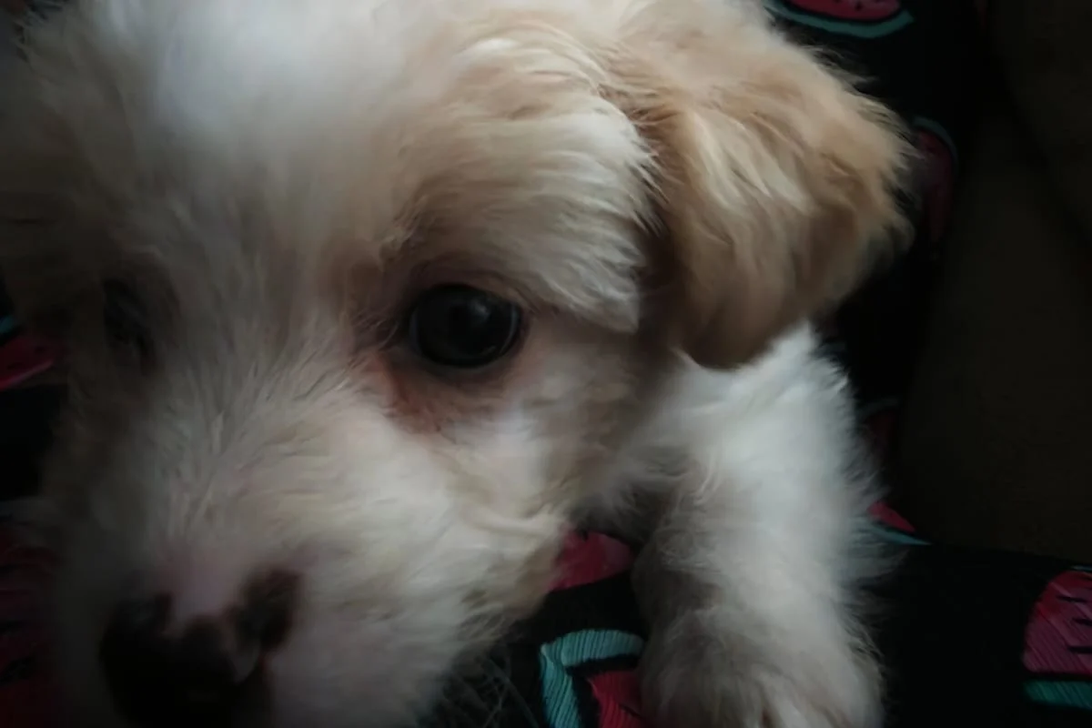 maltipoo 2 aylık 4