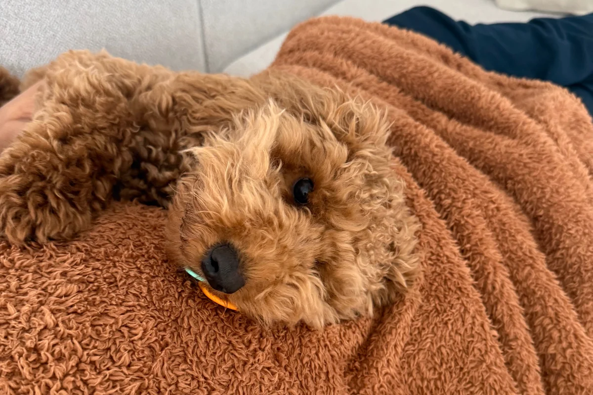 6 aylık erkek toy Poodle 1