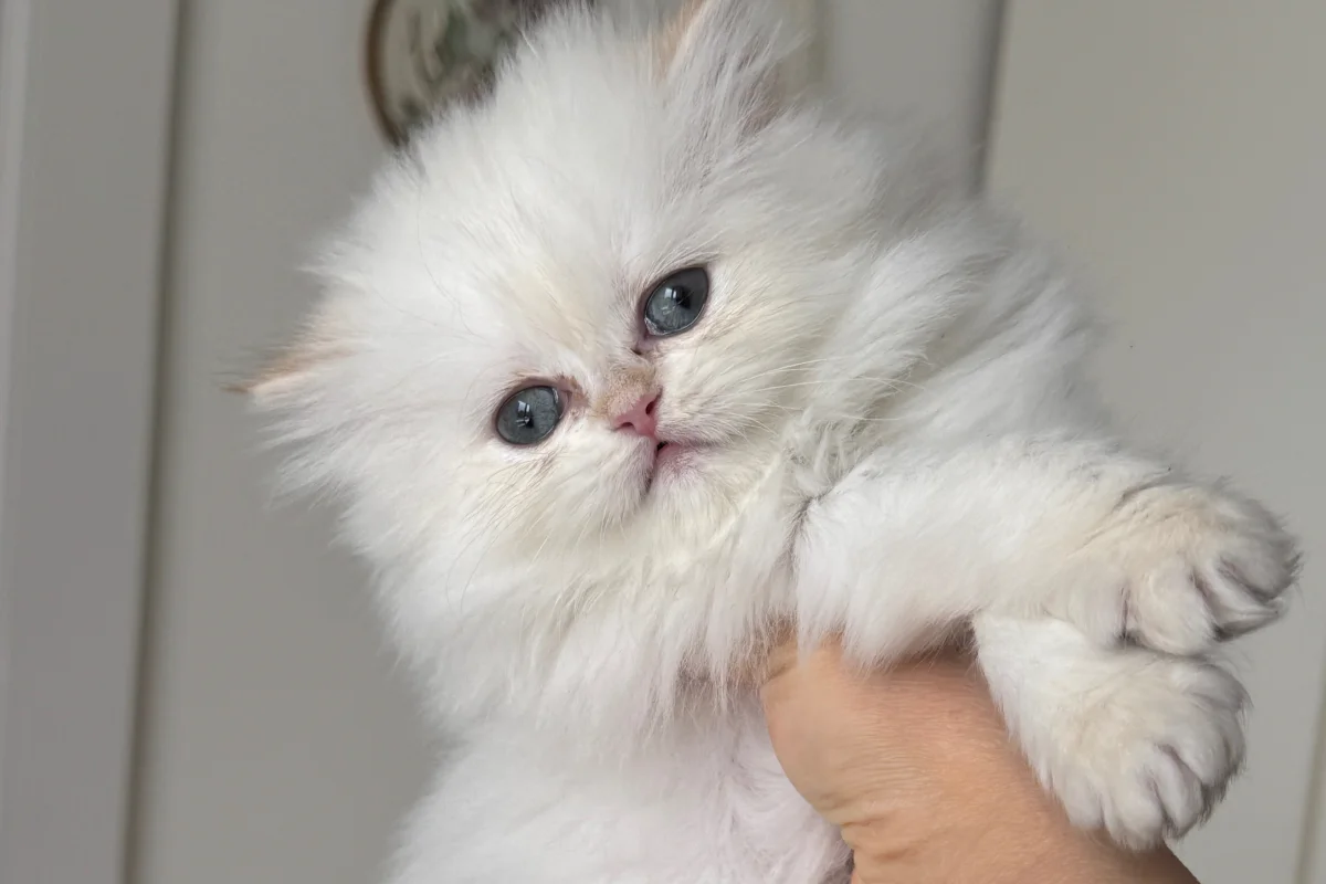 British longhair 2