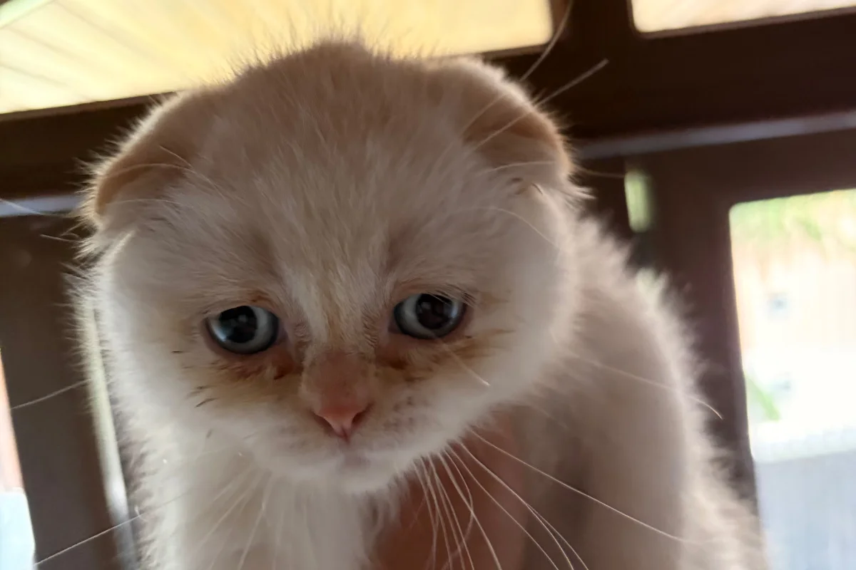 Scottish Fold Red Point 2.5 Aylık 2