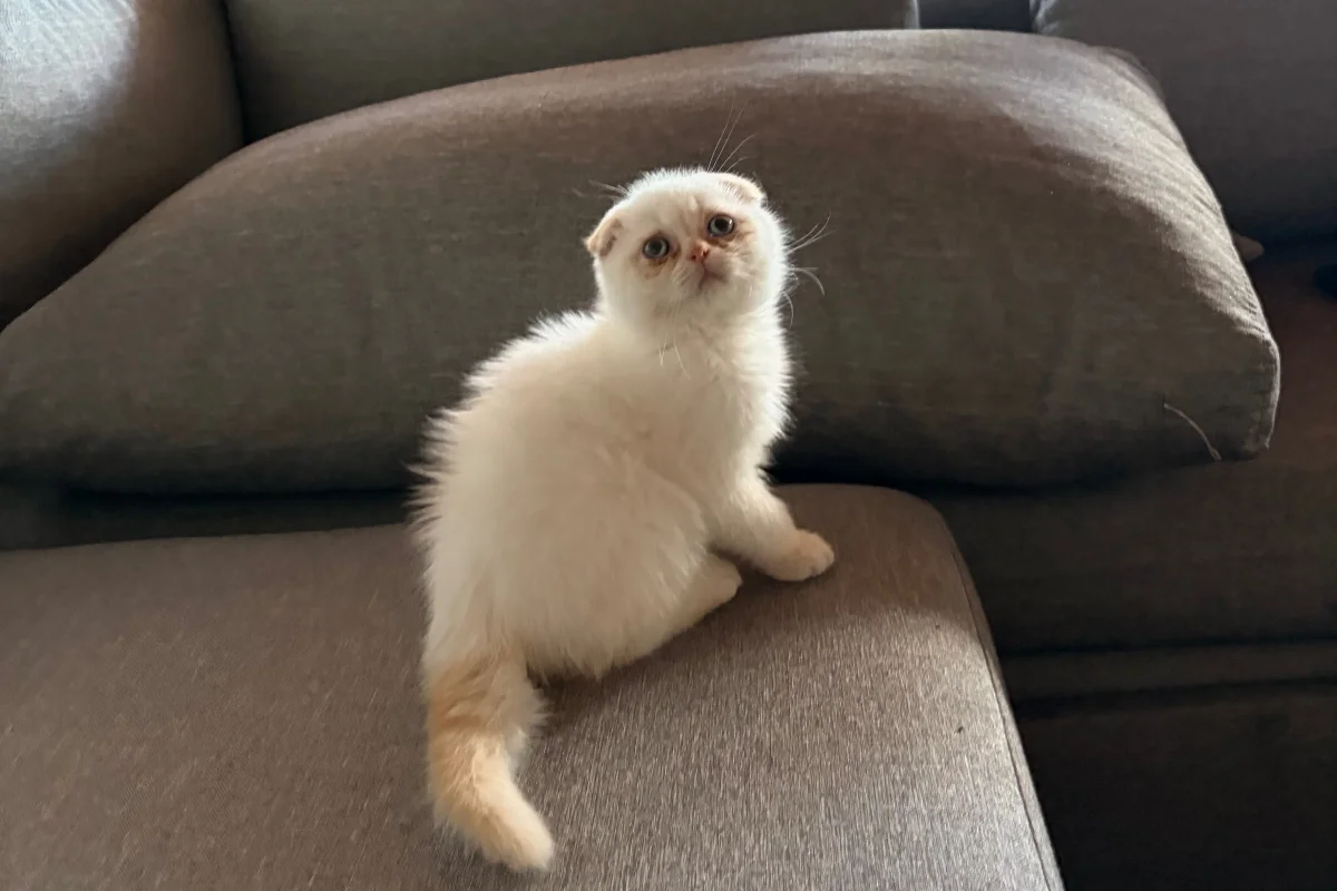 Scottish Fold Red Point 2.5 Aylık 1