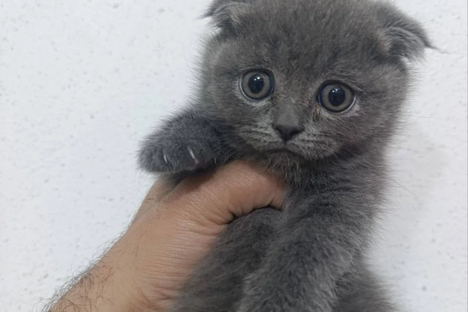 Scottish fold 2 aylık Uygun'a 2
