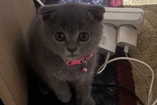 Scottish fold 2 aylık Uygun'a 1