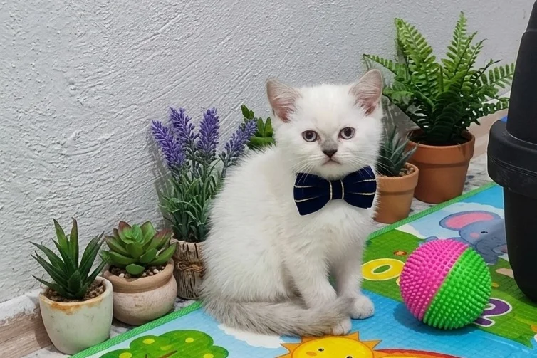 Ponçikler teslime hazır 3