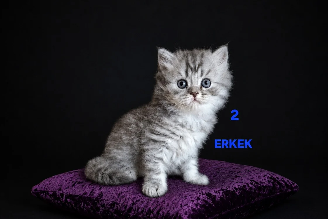 PAMUK ŞEKERLERİM🍬🥰 2