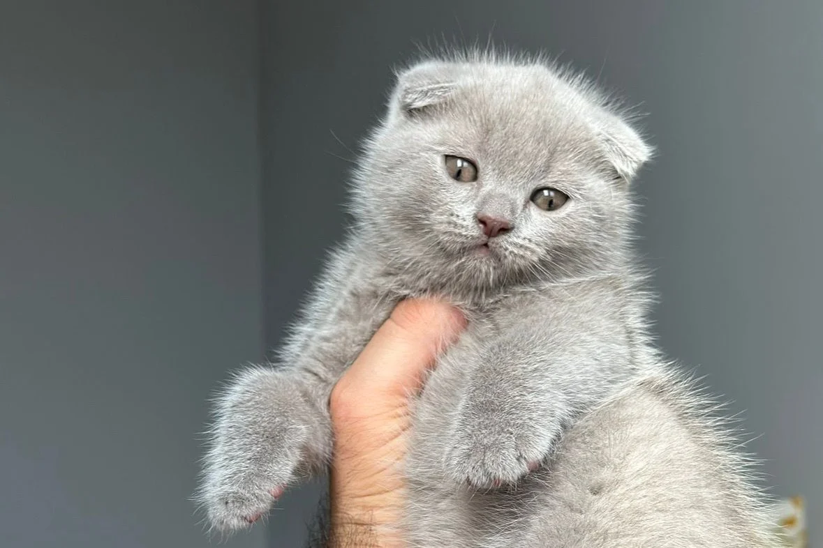 Kar topu pamuk teslime hazır 2