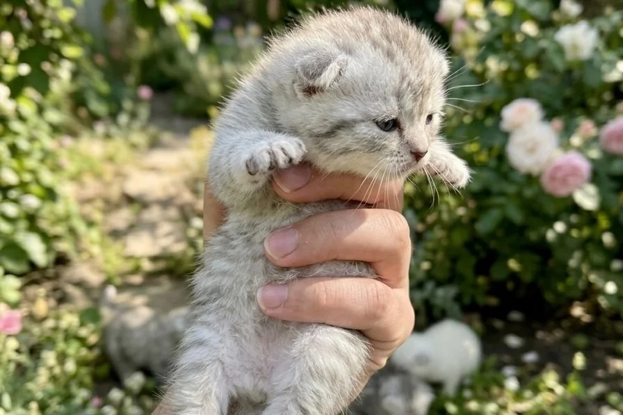 Scottish fold yavrular yeni yuvalarını arıyor 1