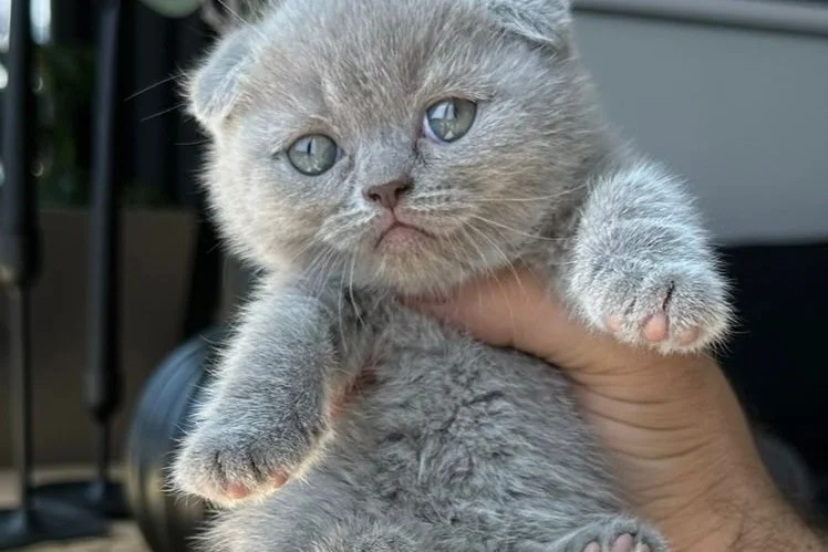 Kar topu pamuk teslime hazır 3