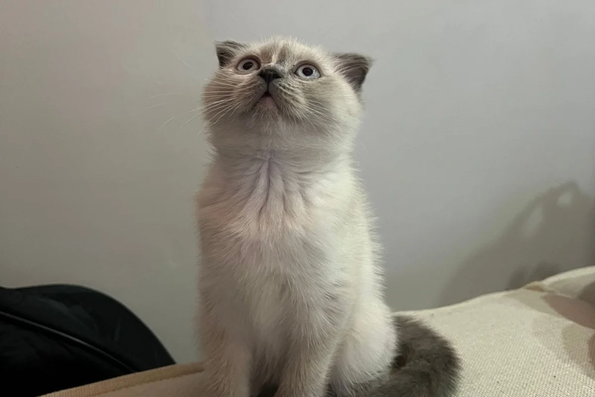 Scottish Fold Blue Point - Dişi 1