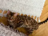 1 yaş kızgınlıkta erkek bengal