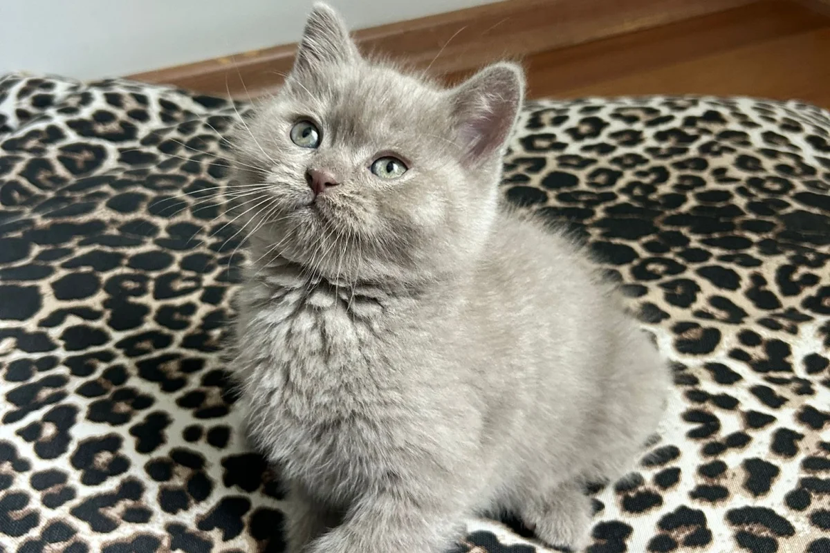2 aylık erkek british shorthair 3