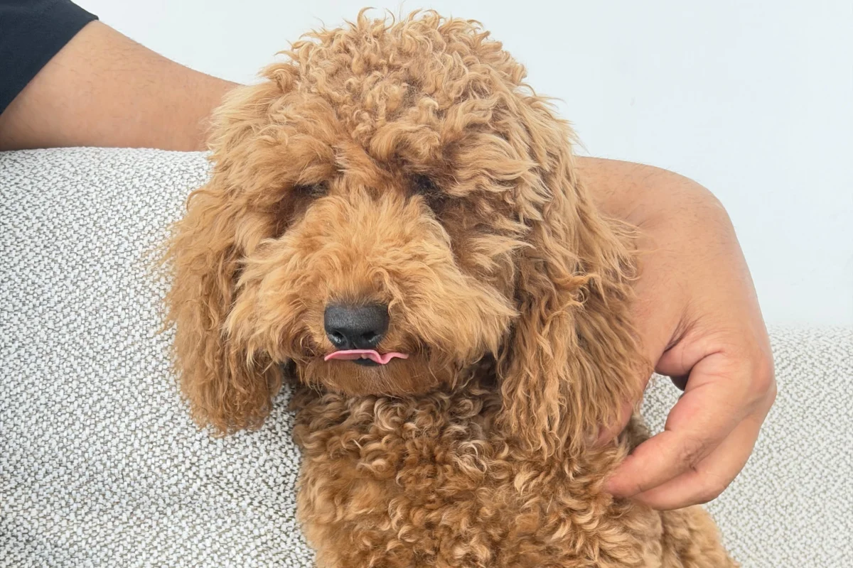 6 aylık erkek toy Poodle 3