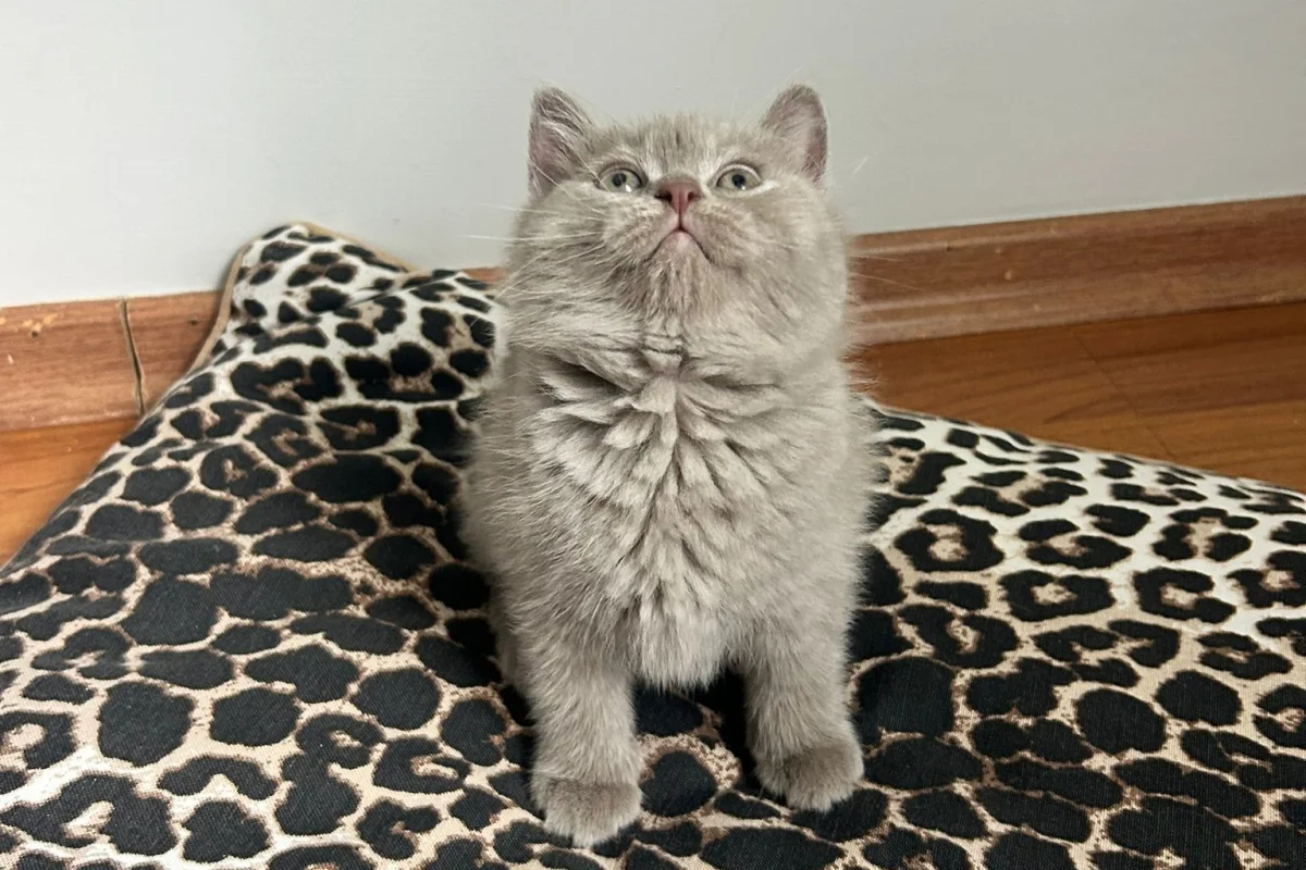 2 aylık erkek british shorthair 2