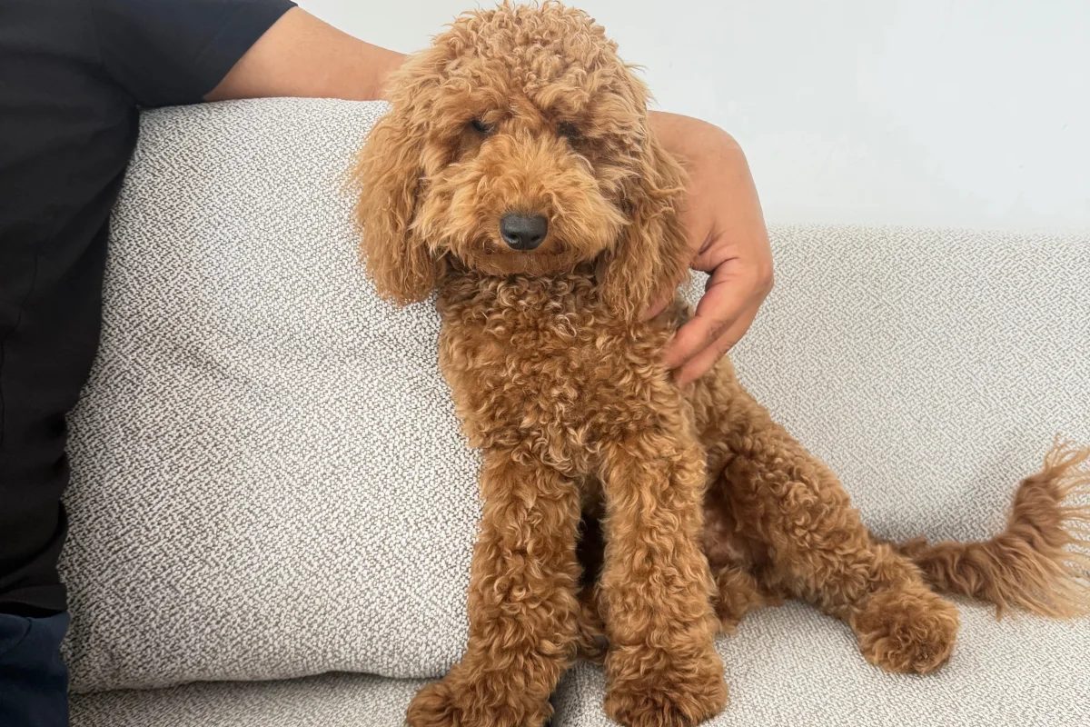 6 aylık erkek toy Poodle 4