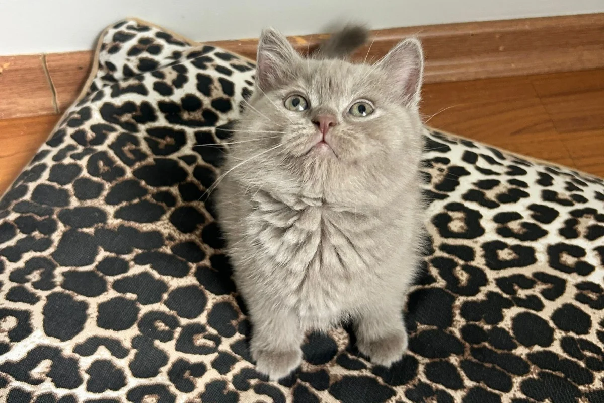2 aylık erkek british shorthair 1