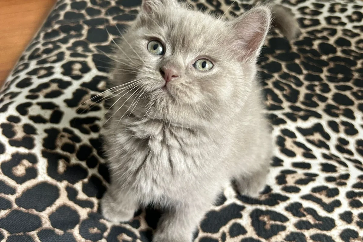 2 aylık erkek british shorthair 4