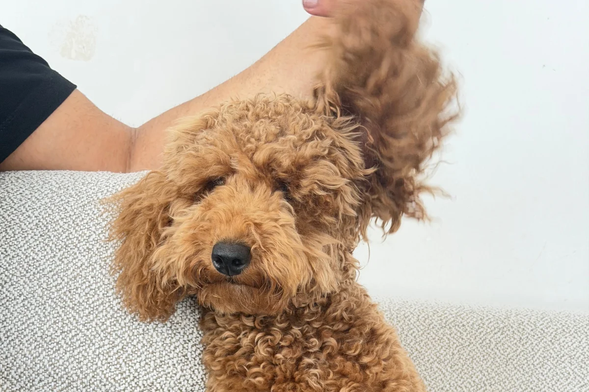 6 aylık erkek toy Poodle 2