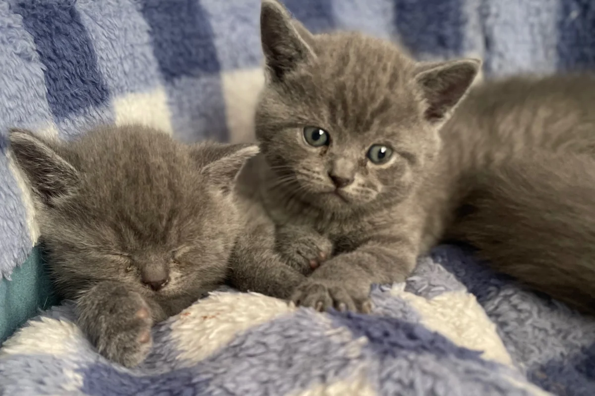 45 günlük erkek yavrularımız British Shorthair 1