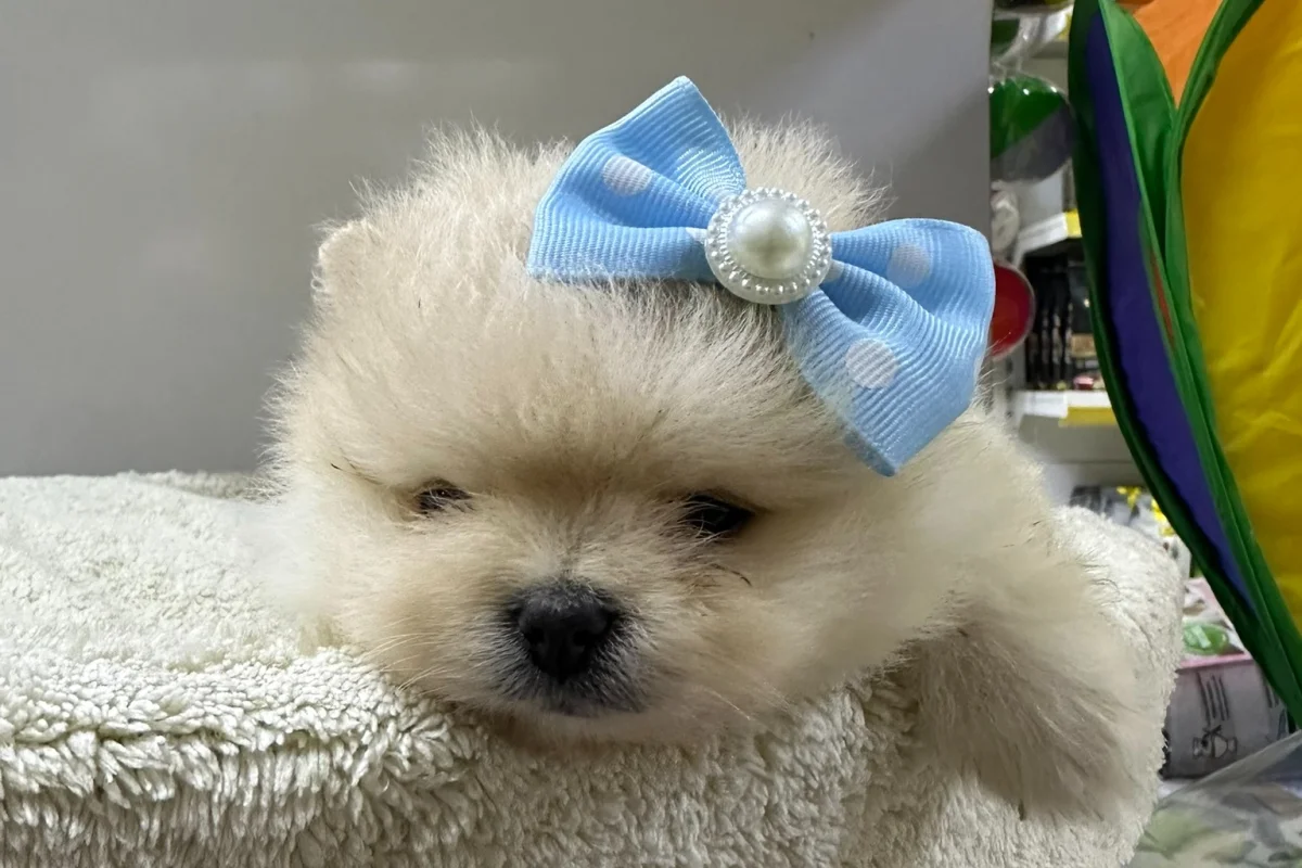 Dünyalar Tatlısı Japon Pomeranian Yavrularımız 4