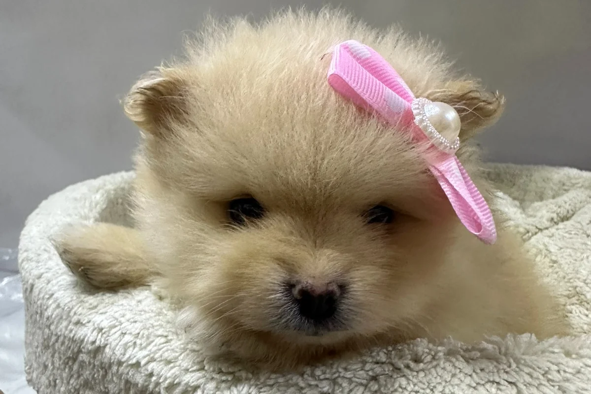 Dünyalar Tatlısı Japon Pomeranian Yavrularımız 7