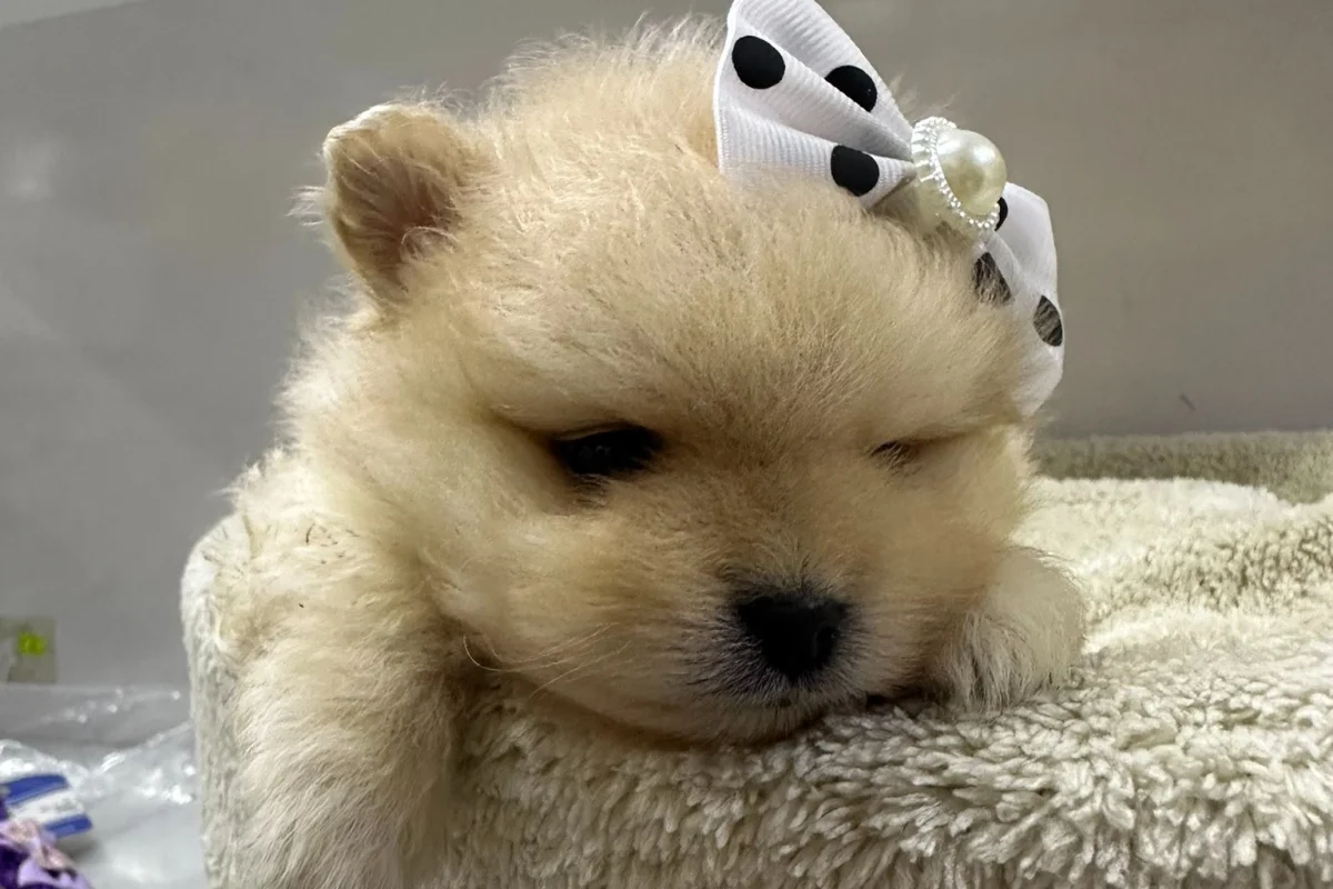 Dünyalar Tatlısı Japon Pomeranian Yavrularımız 8