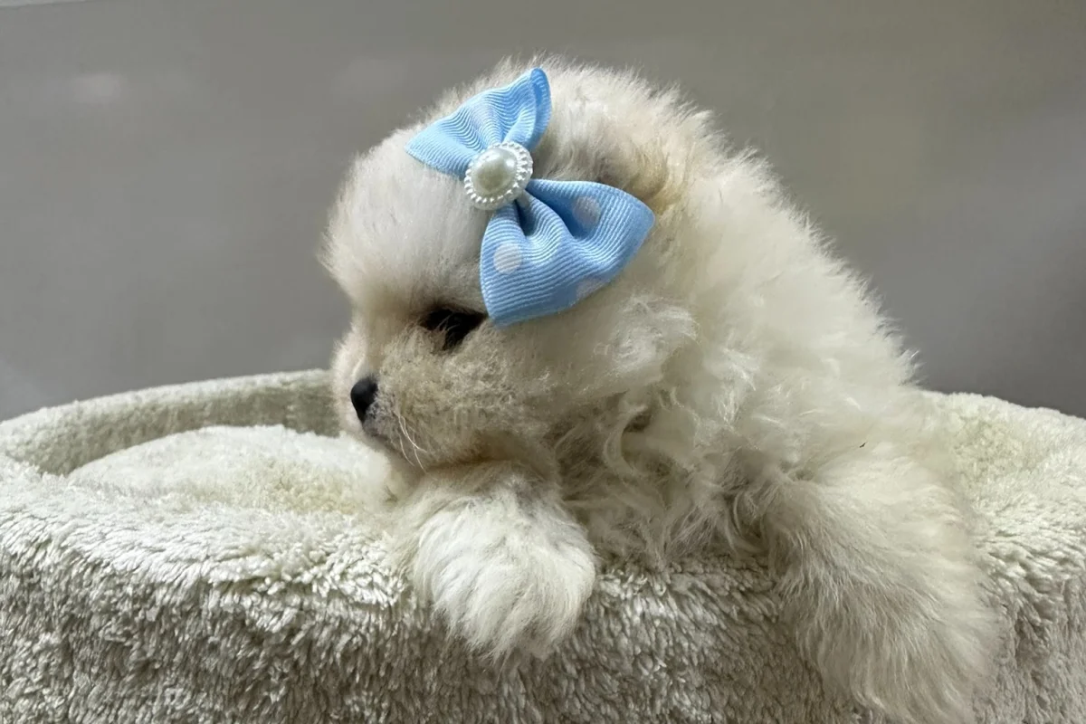 Dünyalar Tatlısı Japon Pomeranian Yavrularımız 5