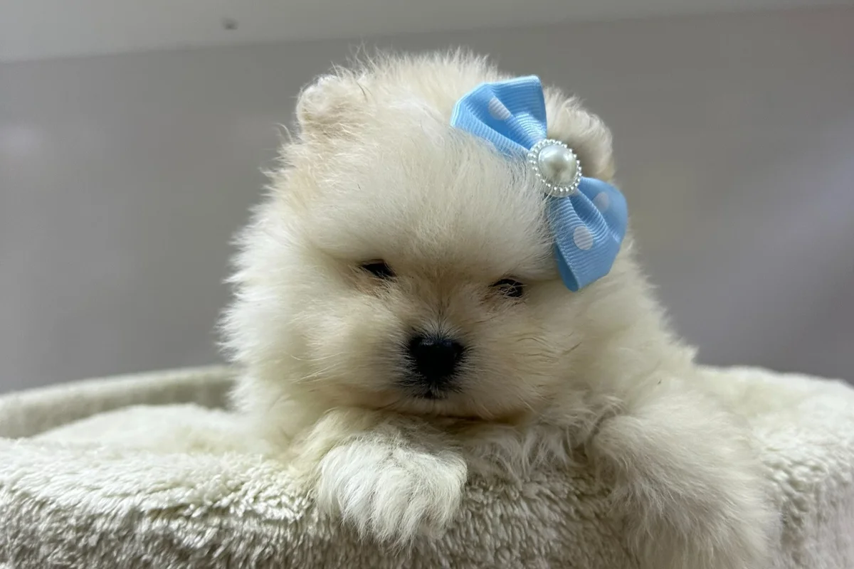 Dünyalar Tatlısı Japon Pomeranian Yavrularımız 6