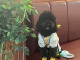 Poddle 18 aylık