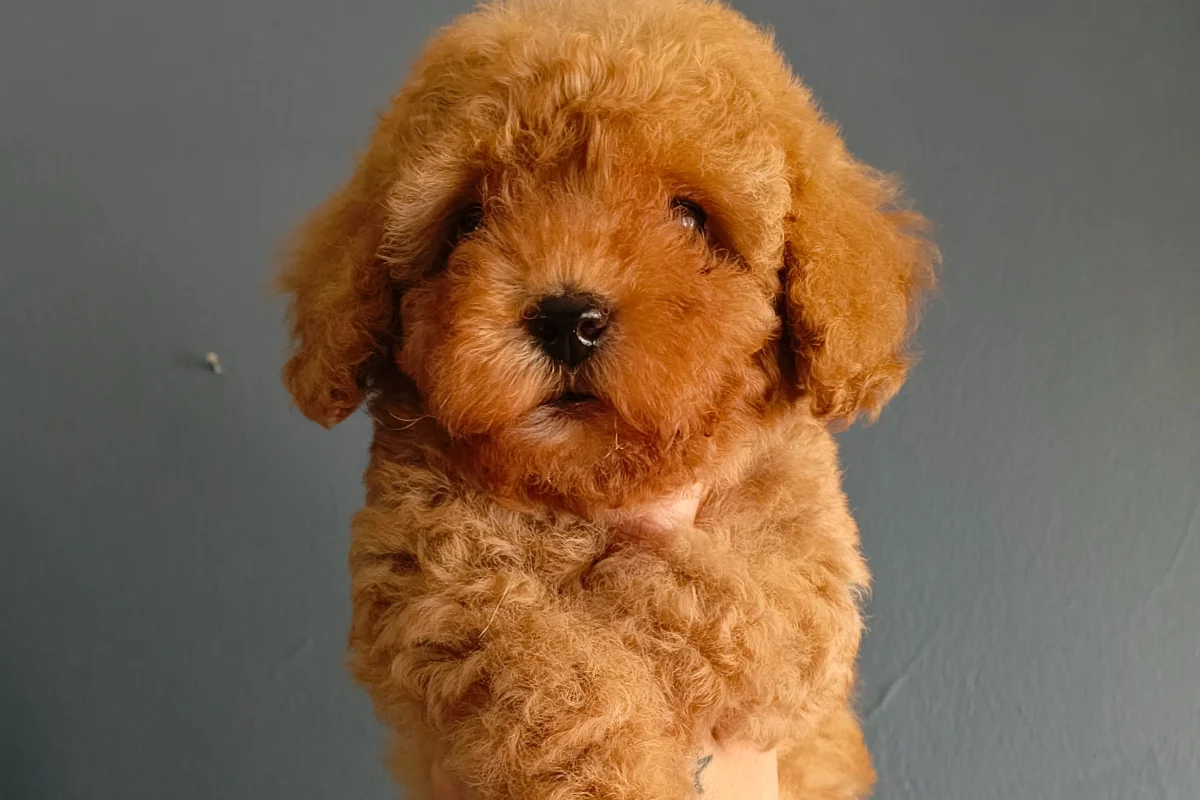 Veteriner teknikerinden ırk ve sağlık garantili Toy Poodle 4