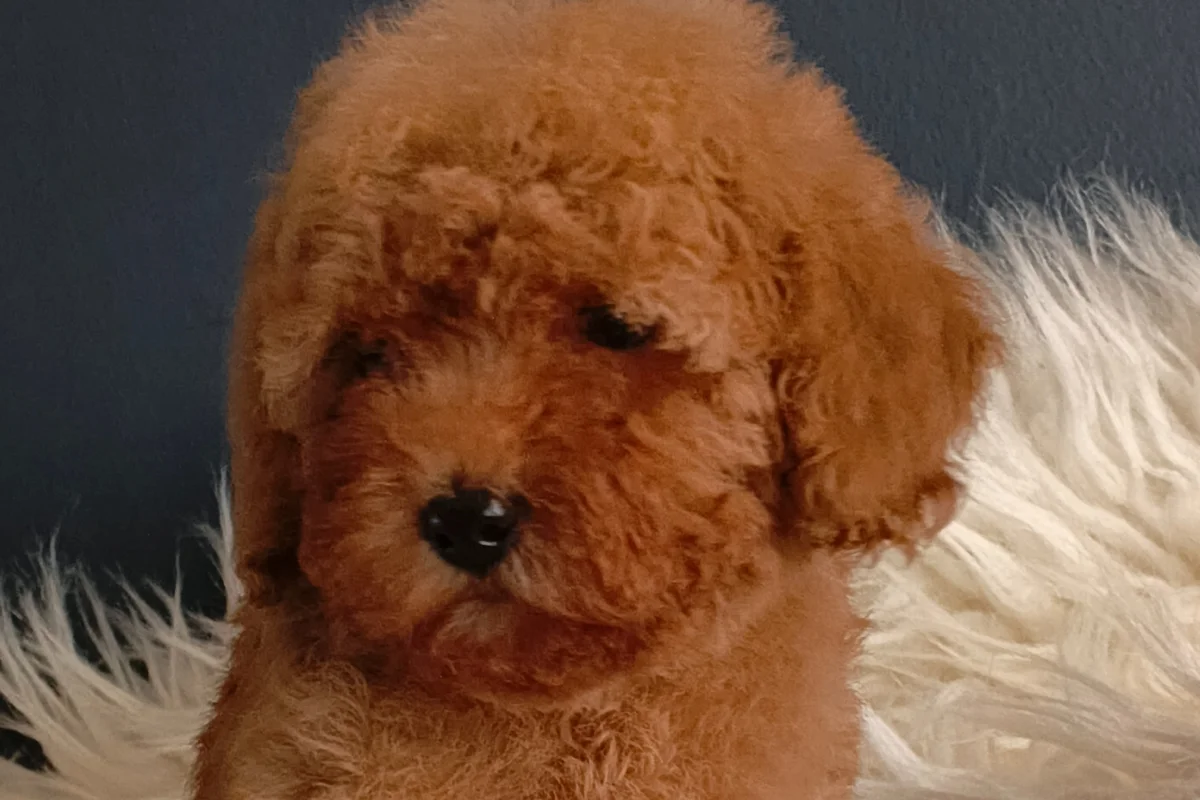 Veteriner teknikerinden ırk ve sağlık garantili Toy Poodle 2