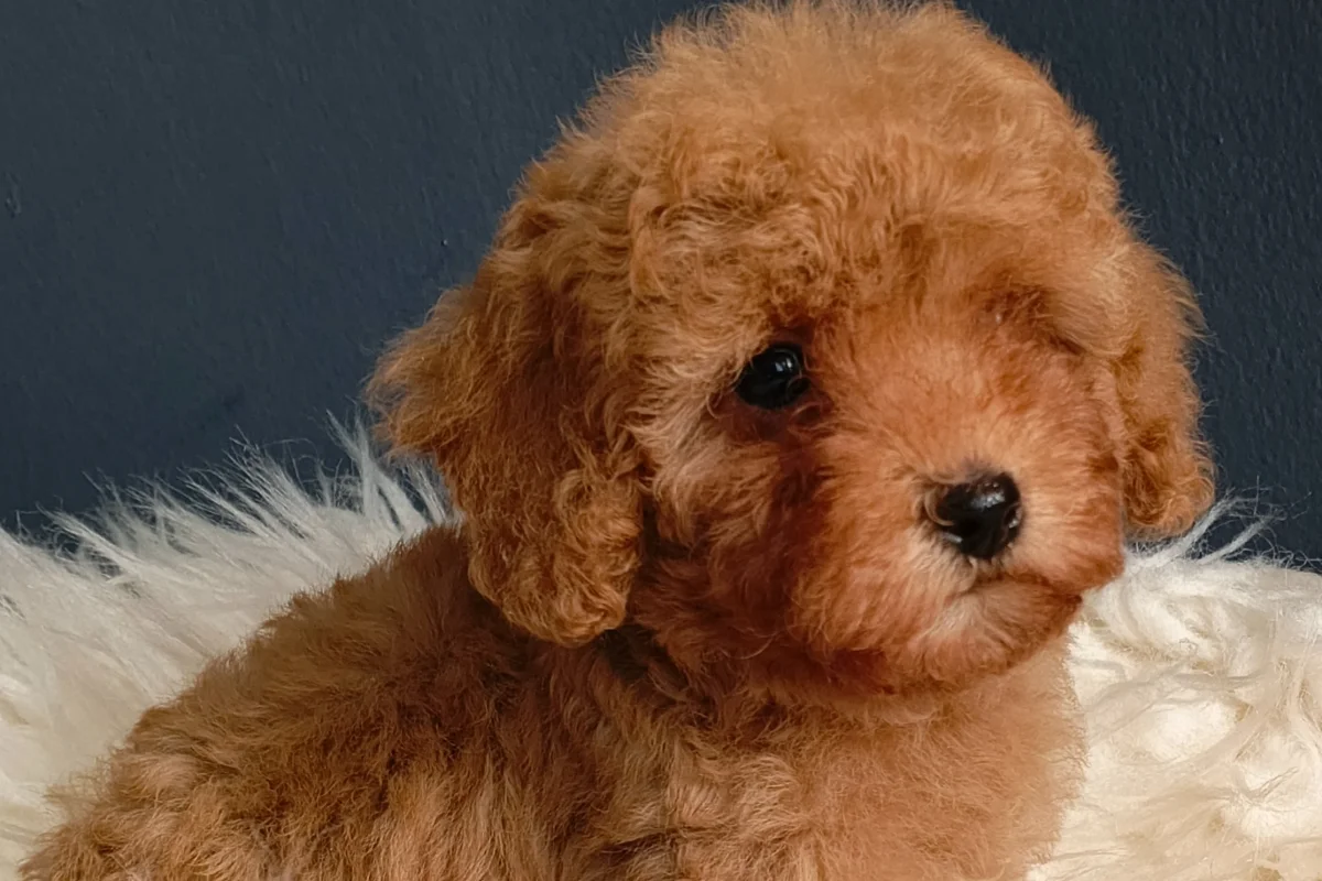 Veteriner teknikerinden ırk ve sağlık garantili Toy Poodle 1