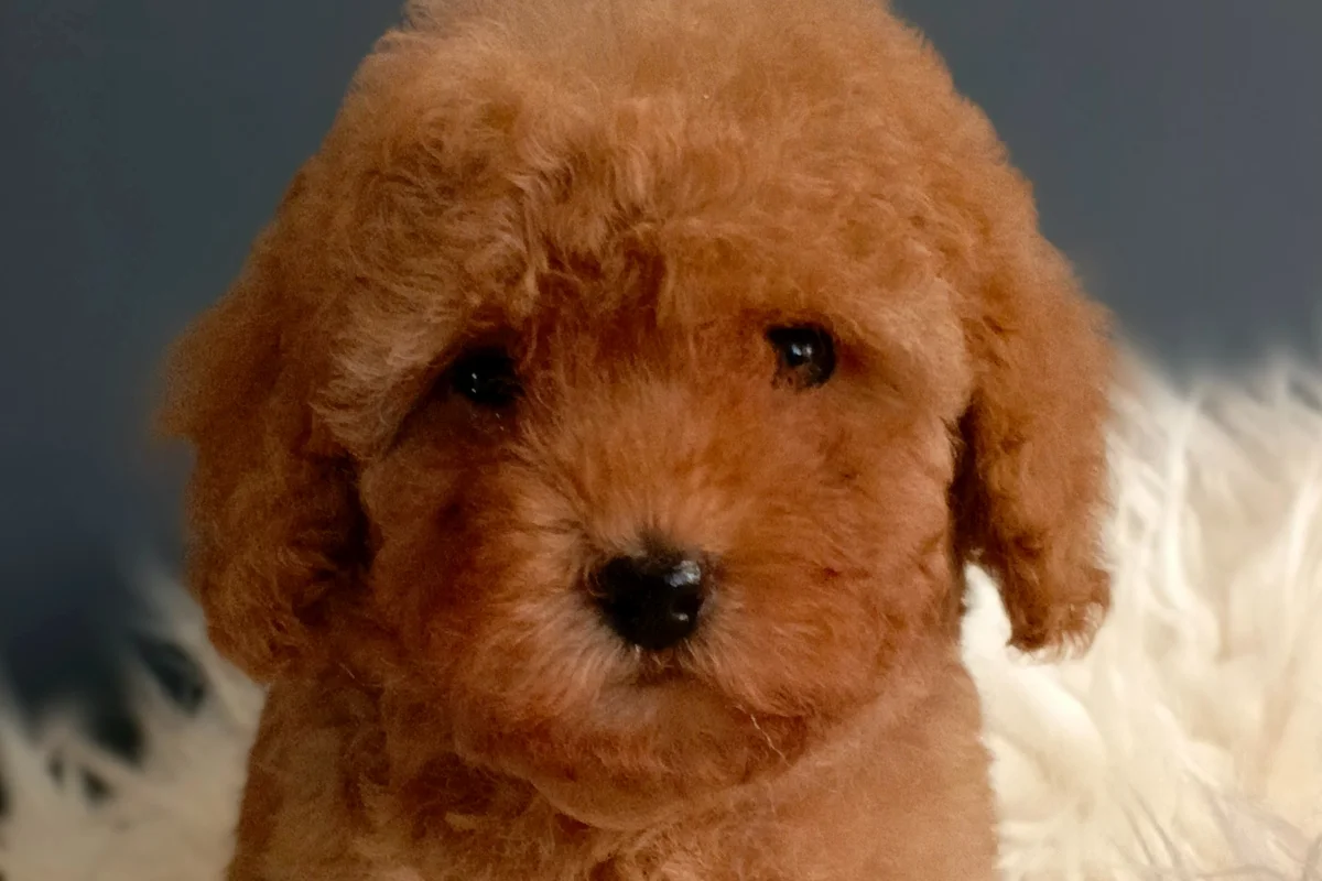 Veteriner teknikerinden ırk ve sağlık garantili Toy Poodle 3