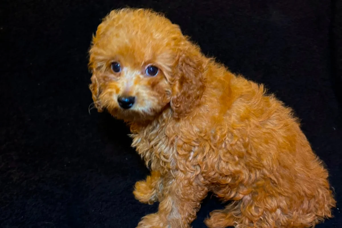 3 aylık erkek toy poodle 1