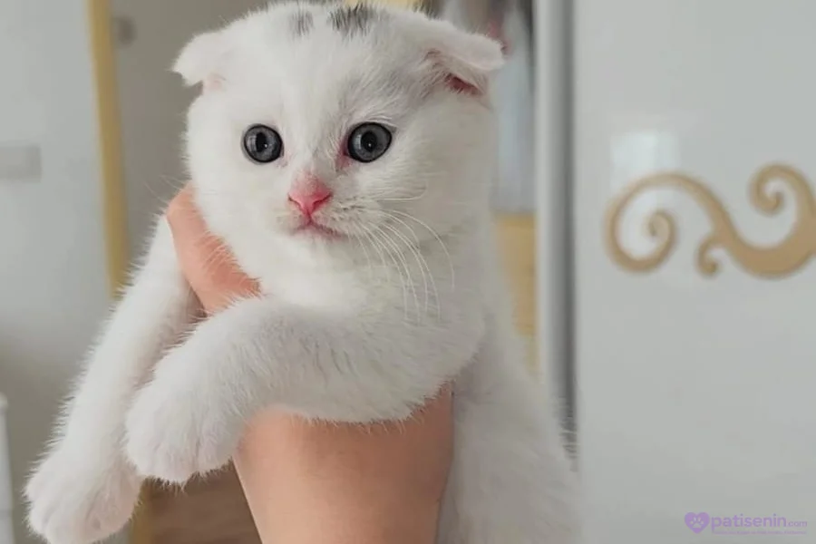 Minnoşlar teslime hazır 1