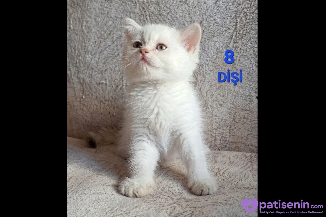 PAMUK ŞEKERLERİM🥰🍭 3